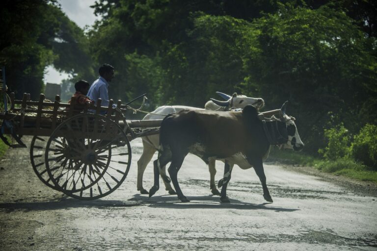 farmer-g0451fe4aa_1920.jpg